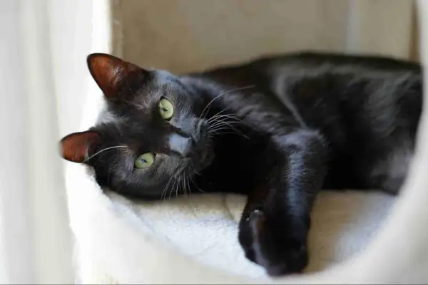 Gatto nero con occhi verdi sdraiato su una lettiera morbida, tra i vari tipi di lettiera per gatti, sceglie quella più comoda.