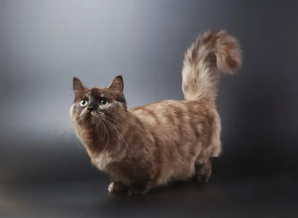Un adorabile gatto bassotto con pelo folto e occhi verdi smeraldo, posa con la coda vaporosa sollevata.