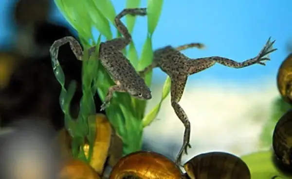 Due rane acquatiche nuotano tra piante verdi e lumache. Questo è il loro mondo, dove vive la rana.