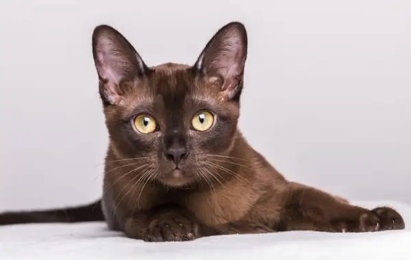Un elegante gatto burmese dal manto color cioccolato, con occhi dorati penetranti, posa con grazia su uno sfondo chiaro.