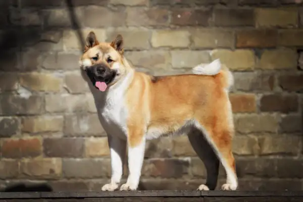 Un maestoso akita americano gigante, con il pelo fulvo e bianco, sorride con la lingua fuori, appoggiato su un muretto davanti a un muro di mattoni.