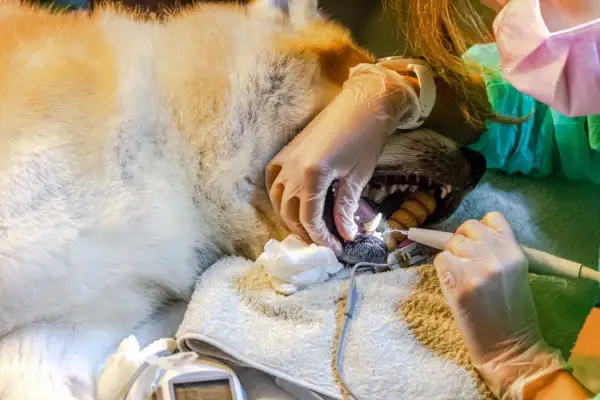 Un cane sotto anestesia viene curato dai denti da un veterinario.