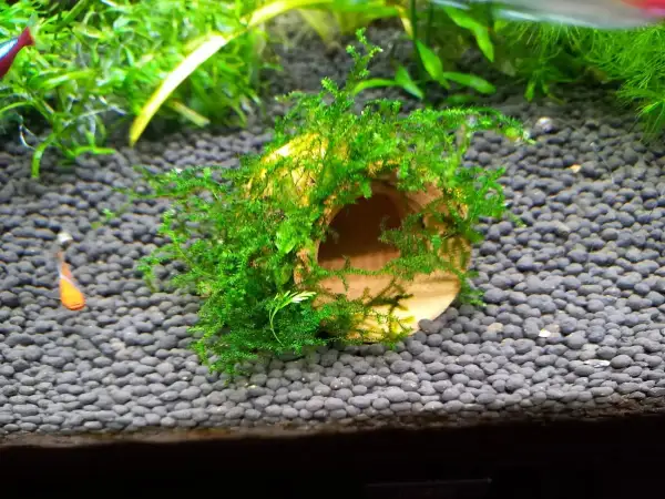 Un tronco ricoperto di muschio di Java, un rifugio verde per piccoli pesci in un acquario.