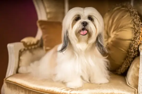 Un adorabile shih tzu con folta pelliccia bianca e nera siede su una sedia dorata, con la lingua fuori.
