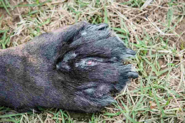 Zampa di cane con segni di pododermatite, arrossamento e lesioni visibili tra le dita.