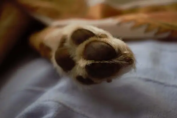 Zadbaj o łapki swojego psa z domową kremem na polpastrelli cane fai da te.