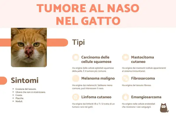 Gatto con tumore al naso, con sintomi e tipi di tumore elencati: carcinoma, melanoma, linfoma, mastocitoma, fibrosarcoma, emangiosarcoma.