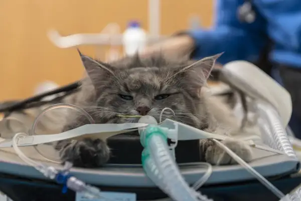 Gatto grigio con tubi medici, forse in cura per un linfoma.