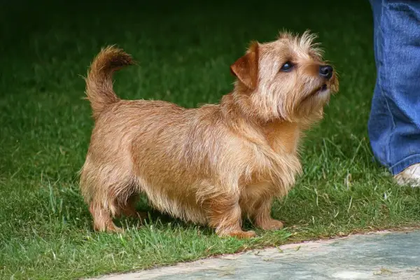 Un vivace norfolk terrier color miele, con la coda arricciata, guarda con attenzione il suo padrone in jeans.