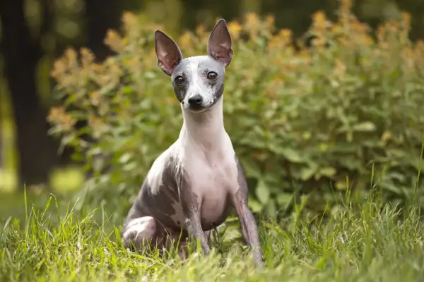 Un American Hairless Terrier, con la sua pelle grigia e maculata, siede sull'erba verde, con le orecchie dritte e attente.