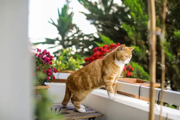 Gatto arancione su un balcone fiorito, un esempio di chiusura balconi per gatti fai da te sicura e accogliente.