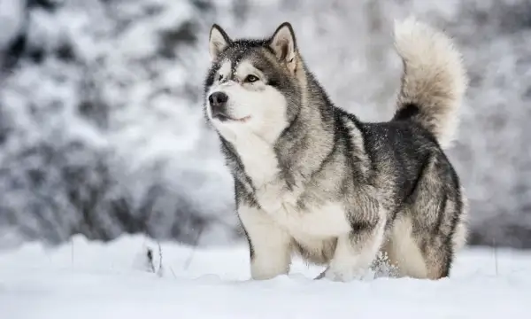 Alaskan Malamute dal carattere fiero, con folta pelliccia grigia e bianca, cammina nella neve.