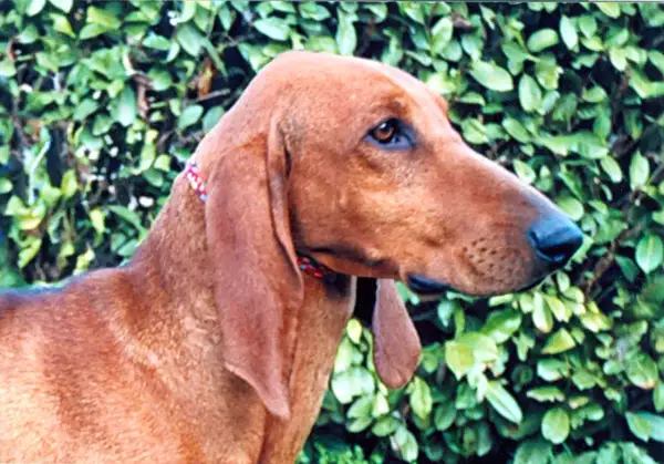 Un segugio cane dal pelo fulvo, con lunghe orecchie, guarda attentamente.